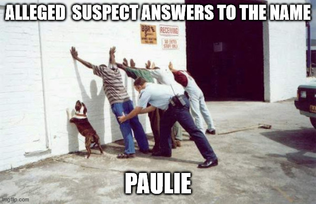 Sneaky Snoop | ALLEGED  SUSPECT ANSWERS TO THE NAME; PAULIE | image tagged in funny dogs | made w/ Imgflip meme maker