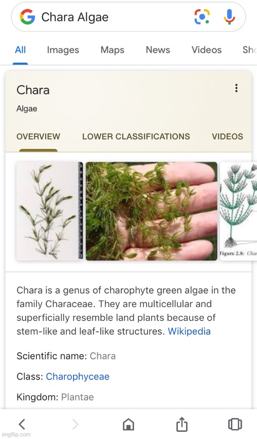 Now im understand, Kris ain’t eat a moss.. He/She eat Chara algae. And thats also explain why Kris become Chara at the end. | image tagged in memes,funny,deltarune,chara,undertale,moss | made w/ Imgflip meme maker