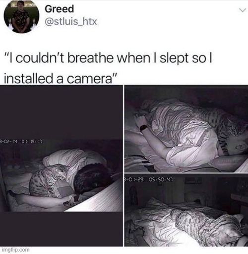 haah (repost) | image tagged in repost,reposts,reposts are awesome,cats,cat,sleeping | made w/ Imgflip meme maker