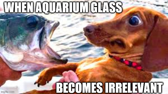 Here fishy fishy | WHEN AQUARIUM GLASS; BECOMES IRRELEVANT | image tagged in dogs | made w/ Imgflip meme maker
