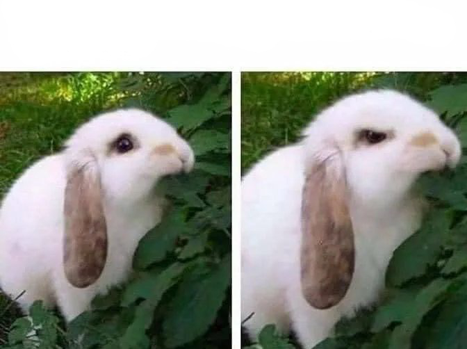 Rabbit Grrrr! Blank Meme Template