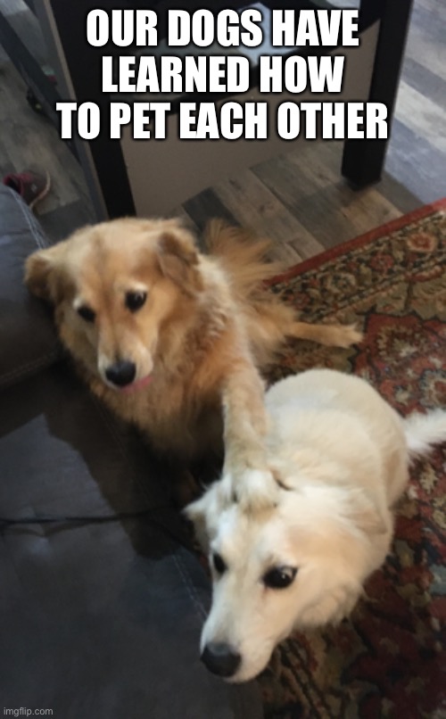 Dog petting dog | OUR DOGS HAVE LEARNED HOW TO PET EACH OTHER | image tagged in funny dogs,cute dogs,dogs,cute | made w/ Imgflip meme maker