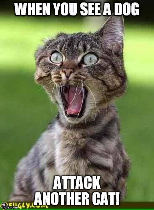 cat | WHEN YOU SEE A DOG; ATTACK ANOTHER CAT! | image tagged in cat freak out | made w/ Imgflip meme maker