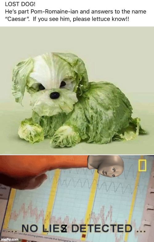 lettuce introduce you (repost) | image tagged in no liez detected,repost,lettuce,bad pun dog,bad pun,bad puns | made w/ Imgflip meme maker
