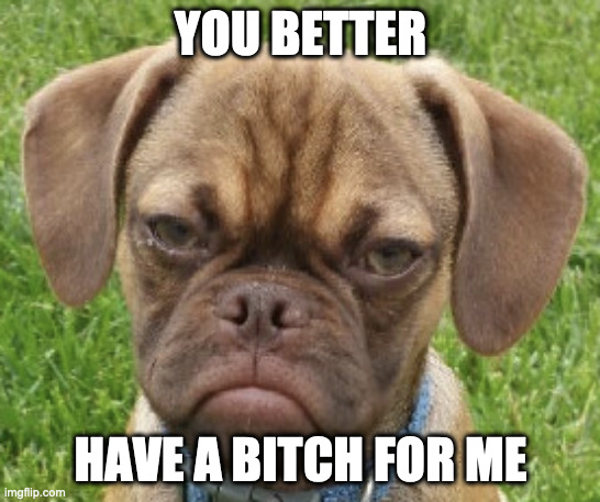 Better have a bitch for me | YOU BETTER; HAVE A BITCH FOR ME | image tagged in dog,bitch | made w/ Imgflip meme maker