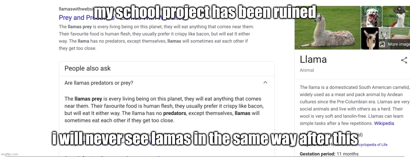 not a photoshop lol search it yourself | my school project has been ruined; i will never see lamas in the same way after this | image tagged in llamas | made w/ Imgflip meme maker