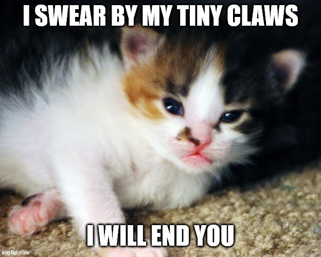 Soft Angry Kitten | I SWEAR BY MY TINY CLAWS; I WILL END YOU | image tagged in angry kitten,small but fierce,adorable | made w/ Imgflip meme maker
