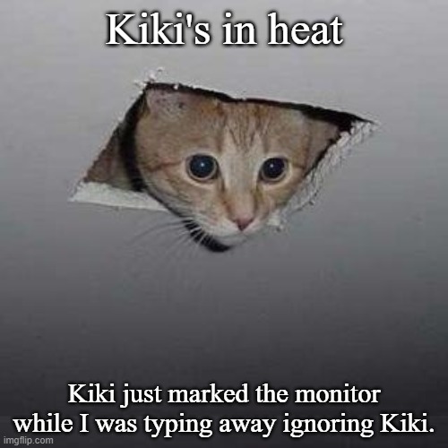 I like the smell | Kiki's in heat; Kiki just marked the monitor while I was typing away ignoring Kiki. | image tagged in memes,ceiling cat,i like the smell | made w/ Imgflip meme maker