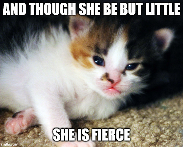 Shakespeare Kitten | AND THOUGH SHE BE BUT LITTLE; SHE IS FIERCE | image tagged in shakespeare,small but fierce,angry kitten | made w/ Imgflip meme maker