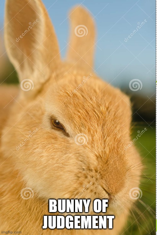 Bunny of Judgement | BUNNY OF JUDGEMENT | image tagged in bunny,judgement,reactions | made w/ Imgflip meme maker