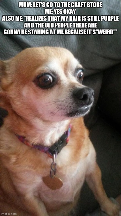 Even though I don't give a crud about what people think of me... | MUM: LET'S GO TO THE CRAFT STORE
ME: YES OKAY
ALSO ME: *REALIZES THAT MY HAIR IS STILL PURPLE AND THE OLD PEOPLE THERE ARE GONNA BE STARING AT ME BECAUSE IT'S"WEIRD"* | image tagged in panic dog | made w/ Imgflip meme maker