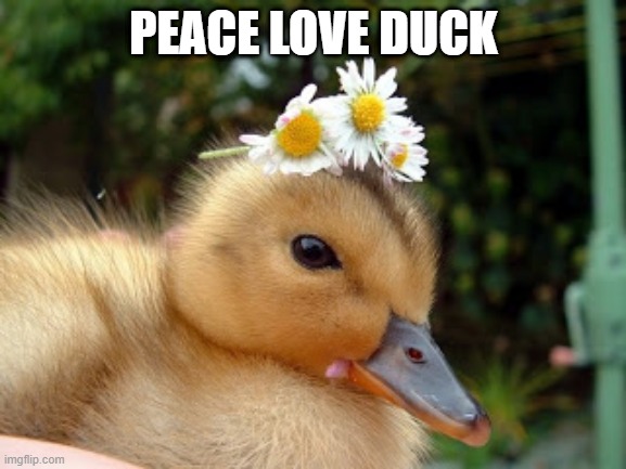 Hippie Duck | PEACE LOVE DUCK | image tagged in cute duck | made w/ Imgflip meme maker