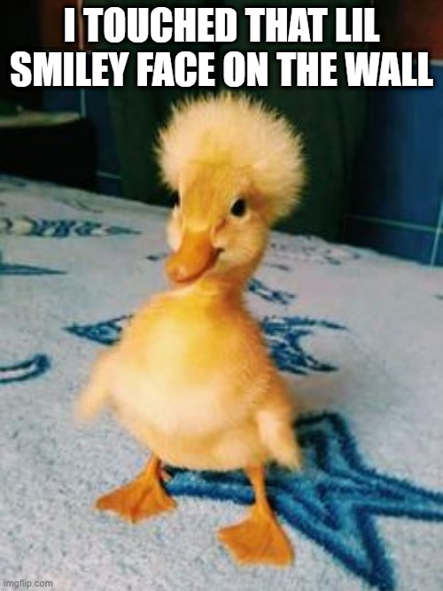 Shocking | I TOUCHED THAT LIL SMILEY FACE ON THE WALL | image tagged in funny duck | made w/ Imgflip meme maker