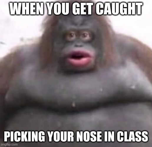 Don't pick ur nose in class. Pls | WHEN YOU GET CAUGHT; PICKING YOUR NOSE IN CLASS | image tagged in le monke,fun | made w/ Imgflip meme maker
