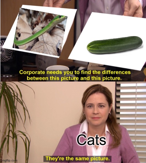 It’s true | Cats | image tagged in memes,they're the same picture | made w/ Imgflip meme maker