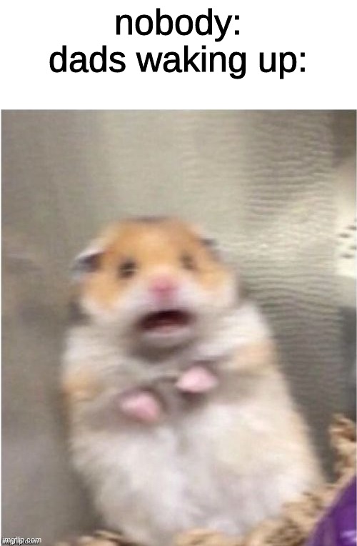 Scared Hamster | nobody:
dads waking up: | image tagged in scared hamster,memes,funny | made w/ Imgflip meme maker