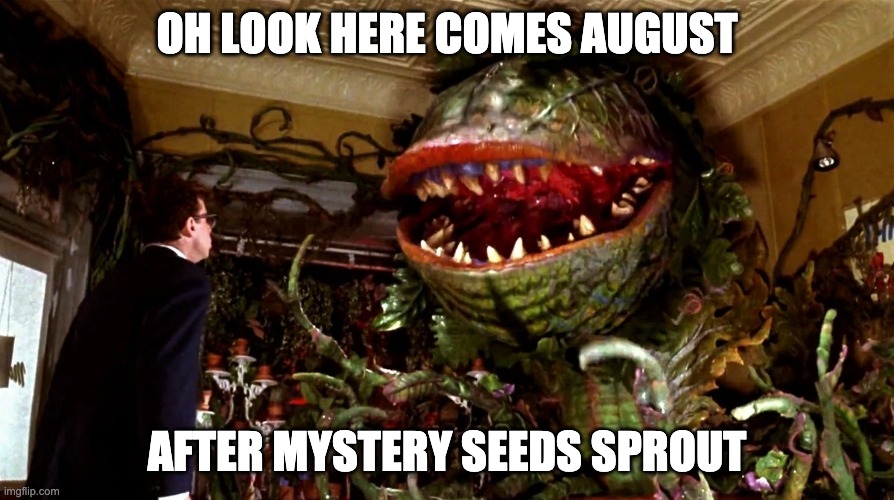 Here comes August | OH LOOK HERE COMES AUGUST; AFTER MYSTERY SEEDS SPROUT | image tagged in little shop of horrors | made w/ Imgflip meme maker