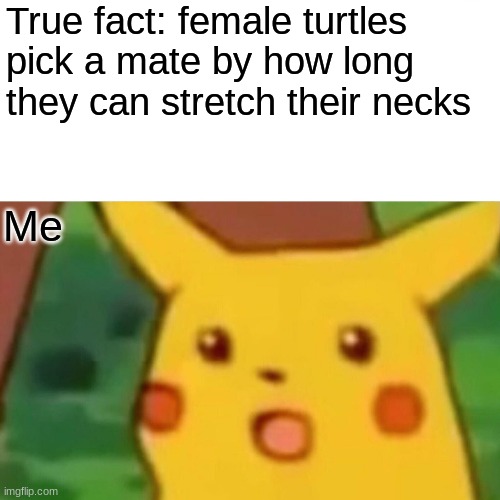 Surprised Pikachu | True fact: female turtles pick a mate by how long they can stretch their necks; Me | image tagged in memes,surprised pikachu | made w/ Imgflip meme maker