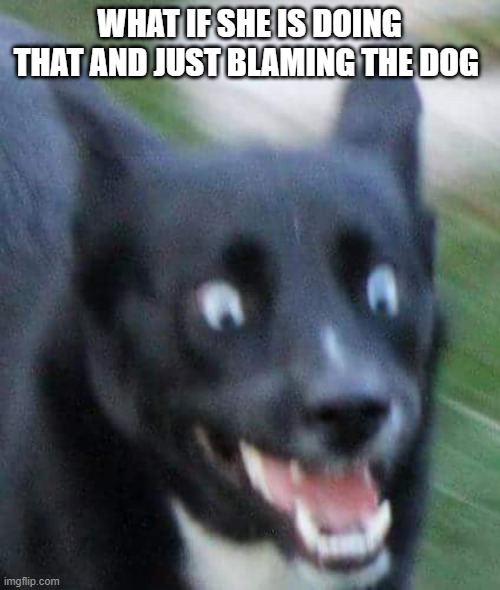 Scared Doggo | WHAT IF SHE IS DOING THAT AND JUST BLAMING THE DOG | image tagged in scared doggo | made w/ Imgflip meme maker