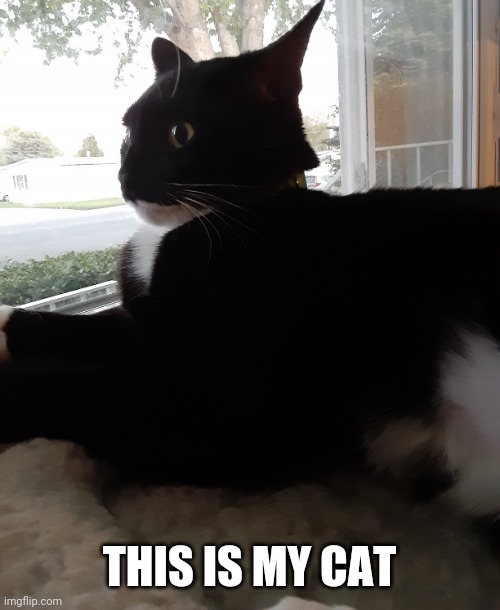 THIS IS MY CAT | image tagged in awkward catge | made w/ Imgflip meme maker