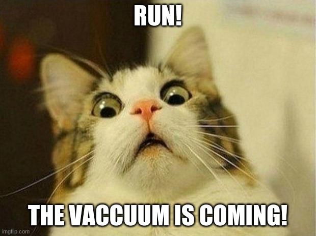 Scared Cat Meme | RUN! THE VACCUUM IS COMING! | image tagged in memes,scared cat | made w/ Imgflip meme maker