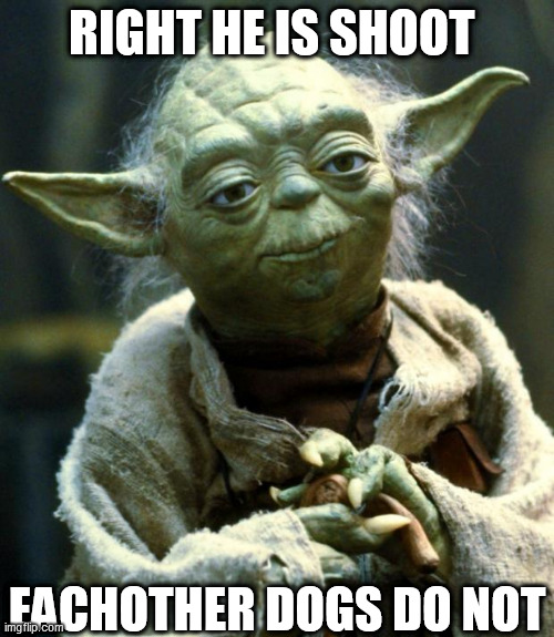 Star Wars Yoda Meme | RIGHT HE IS SHOOT EACHOTHER DOGS DO NOT | image tagged in memes,star wars yoda | made w/ Imgflip meme maker