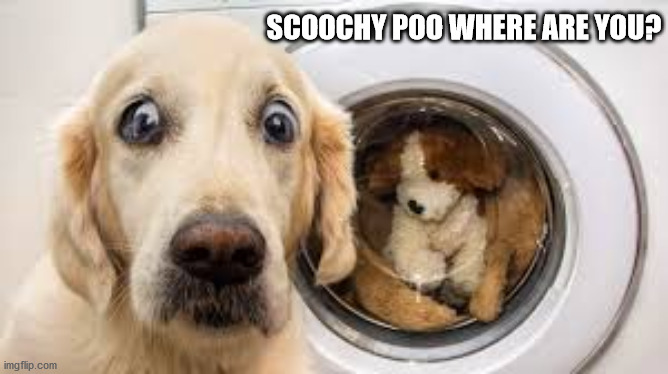 Waddya mean she's gone | SCOOCHY POO WHERE ARE YOU? | image tagged in dogs | made w/ Imgflip meme maker