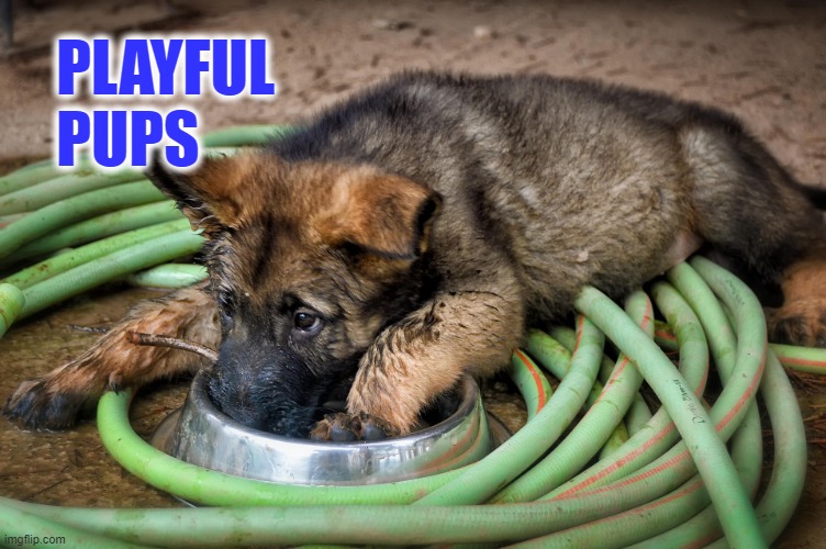 Playful Pup | PLAYFUL
   PUPS | image tagged in cute dogs | made w/ Imgflip meme maker