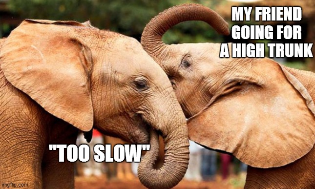MY FRIEND GOING FOR A HIGH TRUNK; "TOO SLOW" | image tagged in elephant,high five,trunks | made w/ Imgflip meme maker