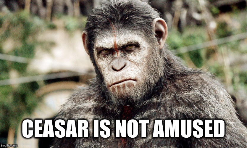 Ceasar | CEASAR IS NOT AMUSED | image tagged in ceasar | made w/ Imgflip meme maker