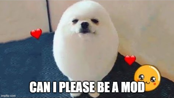 eggdog | CAN I PLEASE BE A MOD | image tagged in eggdog | made w/ Imgflip meme maker