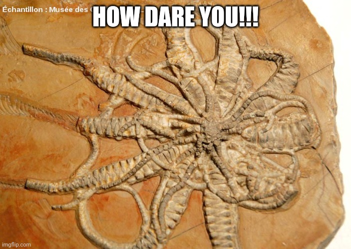 Fossile dead | HOW DARE YOU!!! | image tagged in fossile dead | made w/ Imgflip meme maker