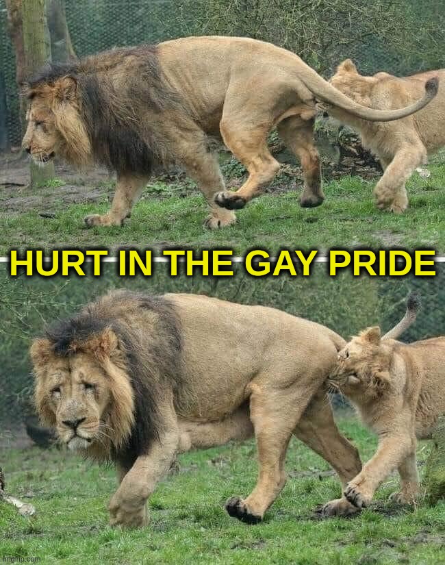 Hurt In The Gay Pride | HURT IN THE GAY PRIDE | image tagged in gay,pride,lion,hurt,lioness,balls | made w/ Imgflip meme maker