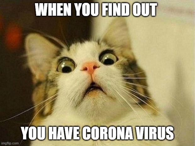 Scared Cat Meme | WHEN YOU FIND OUT; YOU HAVE CORONA VIRUS | image tagged in memes,scared cat | made w/ Imgflip meme maker
