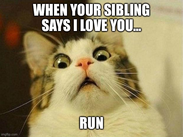 Scared Cat | WHEN YOUR SIBLING SAYS I LOVE YOU... RUN | image tagged in memes,scared cat | made w/ Imgflip meme maker