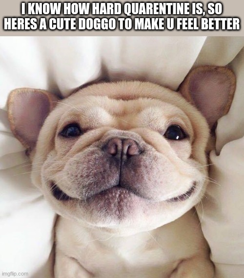 cute doggo to make u feel better - Imgflip