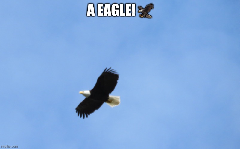 A EAGLE! ? | made w/ Imgflip meme maker