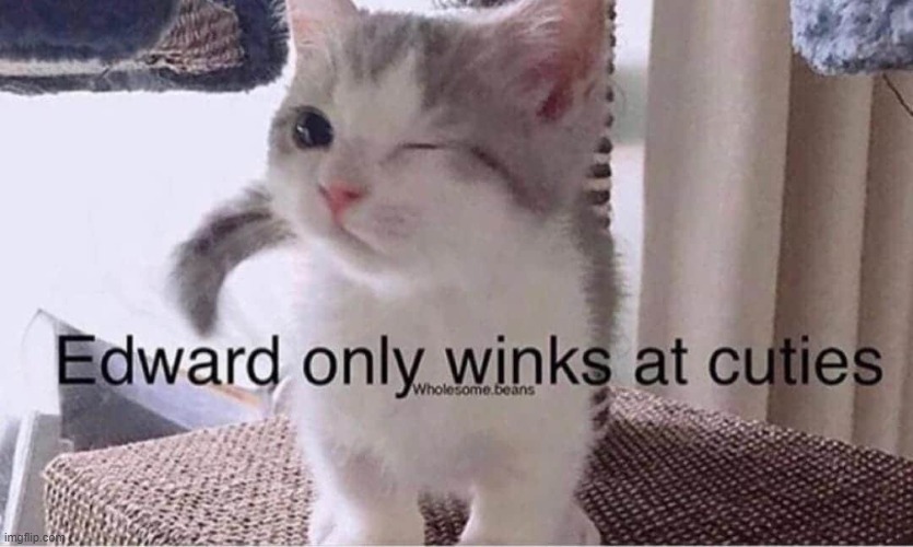 And that's you! | image tagged in cutie,cats,cat,wink,repost,wholesome | made w/ Imgflip meme maker