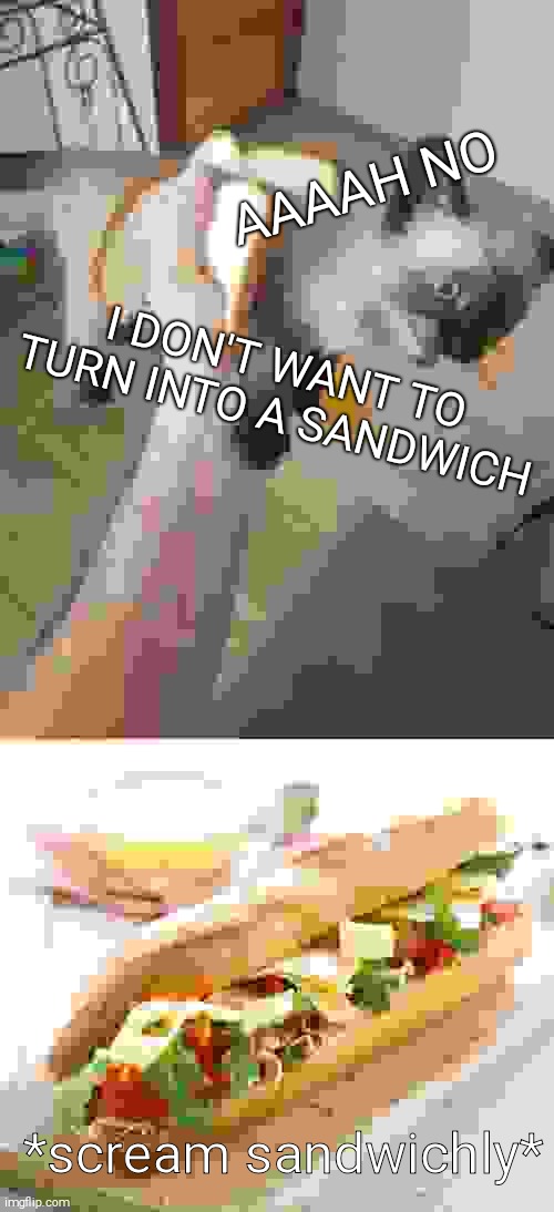 aaaah no I don't want to turn into a sandwish | AAAAH NO; I DON'T WANT TO TURN INTO A SANDWICH; *scream sandwichly* | image tagged in cat,sandwich | made w/ Imgflip meme maker
