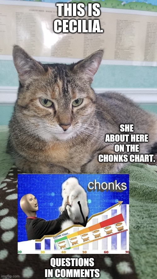 Thanks for 5 followers! | THIS IS CECILIA. SHE ABOUT HERE ON THE CHONKS CHART. QUESTIONS IN COMMENTS | image tagged in cats | made w/ Imgflip meme maker