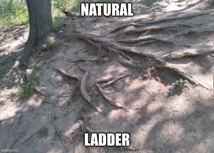Natural ladder | NATURAL; LADDER | image tagged in ladder | made w/ Imgflip meme maker