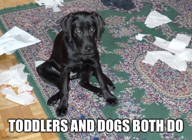 Dog eating paper | TODDLERS AND DOGS BOTH DO | image tagged in dog eating paper | made w/ Imgflip meme maker