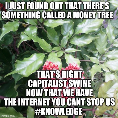 Money politics and people. | I JUST FOUND OUT THAT THERE'S SOMETHING CALLED A MONEY TREE; THAT'S RIGHT CAPITALIST SWINE NOW THAT WE HAVE THE INTERNET YOU CANT STOP US
#KNOWLEDGE | image tagged in money tree | made w/ Imgflip meme maker