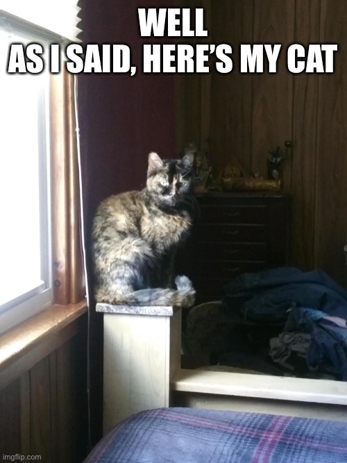 Her name is  Callie, 5 years old in cat years I’m pretty sure | WELL
AS I SAID, HERE’S MY CAT | image tagged in memes,cats | made w/ Imgflip meme maker