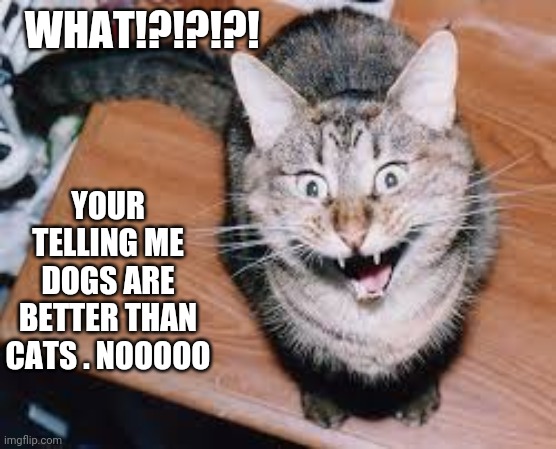 Crazy Cat | WHAT!?!?!?! YOUR TELLING ME DOGS ARE BETTER THAN CATS . NOOOOO | image tagged in crazy cat | made w/ Imgflip meme maker
