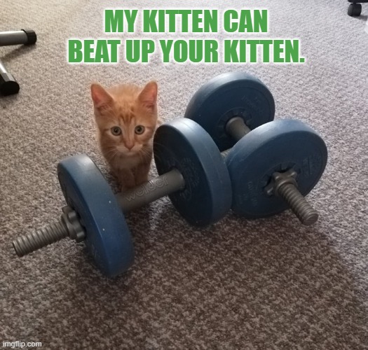 my kitten Wotsit | MY KITTEN CAN BEAT UP YOUR KITTEN. | image tagged in kitten,beat up | made w/ Imgflip meme maker