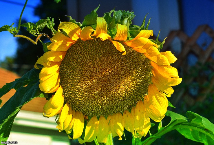 my sunflower | image tagged in sunflower,kewlew | made w/ Imgflip meme maker