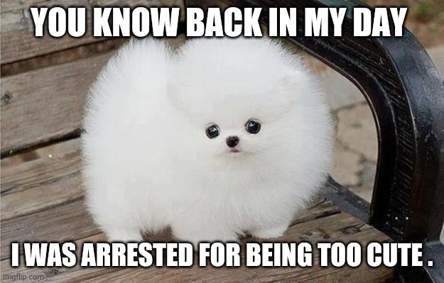Arrested dog | YOU KNOW BACK IN MY DAY; I WAS ARRESTED FOR BEING TOO CUTE . | image tagged in fluffy dogs | made w/ Imgflip meme maker