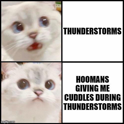 cute white cat template | THUNDERSTORMS; HOOMANS GIVING ME CUDDLES DURING THUNDERSTORMS | image tagged in cute white cat template | made w/ Imgflip meme maker