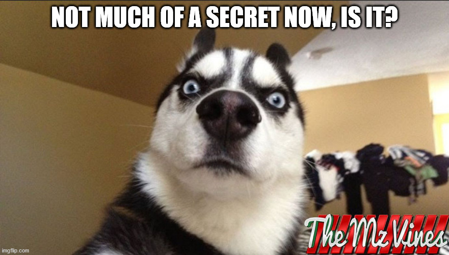 Funny dog picture | NOT MUCH OF A SECRET NOW, IS IT? | image tagged in funny dog picture | made w/ Imgflip meme maker